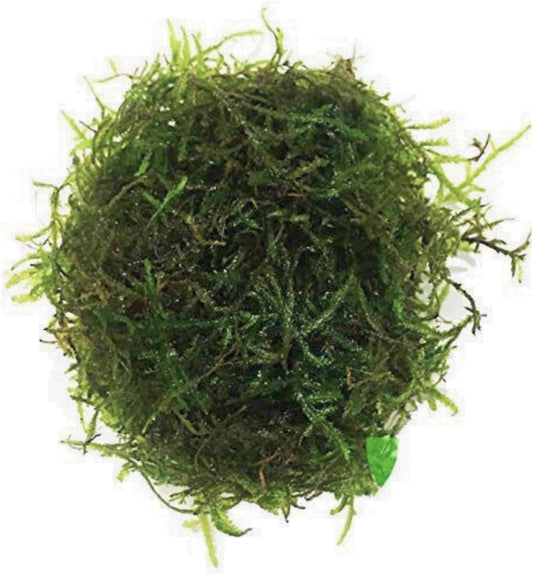 Java Moss